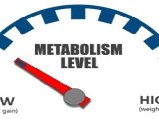 niveau du métabolisme