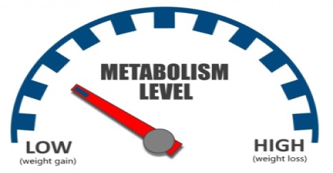 niveau du métabolisme